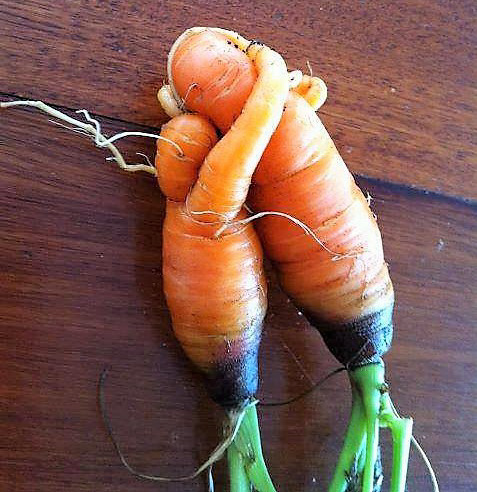 Hugging Carrots